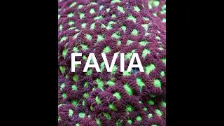 Let's talk corals : Faviidae