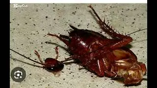Cockroach live without there head for 1 week 