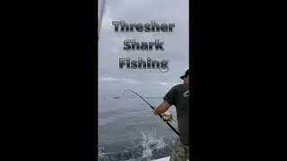 How to Catch Thresher Sharks in Long Beach, or anywhere else in Southern California