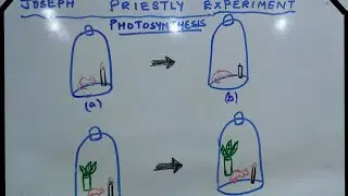 Bell jar experiment by Joseph Priestly / process of photosynthesis /release of oxygen#biology #neet