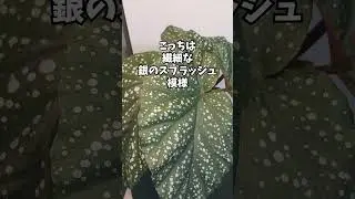 天使の羽と呼ばれる植物。「ベゴニア・グッタータ」を知ってる？🪽#ベゴニアグッタータ #木立ベゴニア #shorts