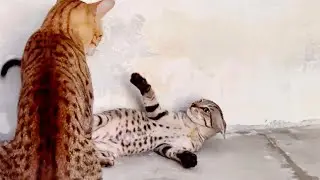Virgo's Tough Love: Teaching Respect to Little Cat! 😹🐱 From Angry to Adorable