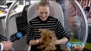 Take Your Dog to Work Day