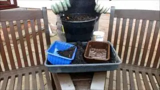 Best Compost for Potatoes trial.  Potato Rescue!