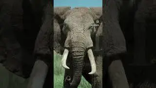 Animal of the World and African. #shorts #reels  @ronydphotos