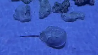 The Ancient Mating Ritual of Horseshoe Crabs: A 450-Million-Year-Old Wonder