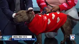 Broward County Animal Care seeks 'furever' home for Farrah, highlights animal adoption events