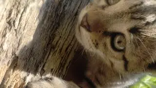 cat Kitten cat lovers aa jao live #cat #shorts #catlovers