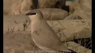 Little Pratincole on Kalagarh Dam