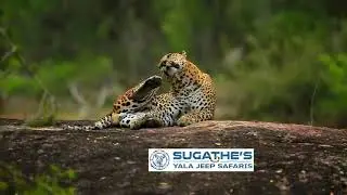 Sri Lankan Leopard (Panthera Pardus Kotiya) Yala National Park - 2020