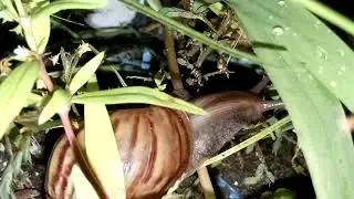 Snails look for friends in the grass at night 
