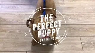 Cute Puppy Animal Advocate Alert!!!