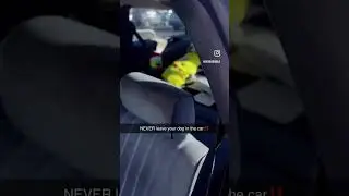 Эта собака живёт в РОСКОШИ