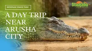 DAY TRIPS IN ARUSHA: Meserani Snake Park Is One Of The Best Places To Visit With Kids Near Arusha.