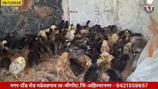 Kartik Poultry Farm | बॅच नंबर 45 आज 15 वा दिवस | कावेरी गावरान कोंबडीपालन | #kartikpoultryfarm