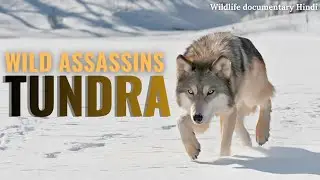 Wild Assassins: Secrets of the Frozen Hunters | Tundra Wildlife Documentary in Hindi