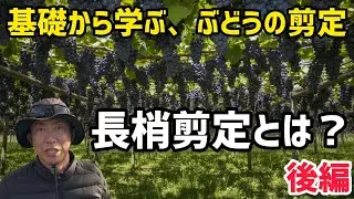 「ぶどうの作業」基礎から学ぶ、ぶどうの剪定！長梢剪定とは？〜後編〜