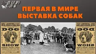 Первая выставка собак
