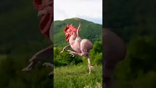 Chicken  Funny shorts!  #shorts #chicken #chickenvideo