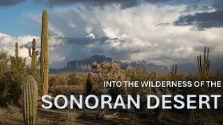Exploring the Sonoran Desert - Best WILDLIFE HOTSPOTS & OUTDOOR ACTIVITIES