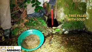 We Found Gold Nuggets In A Tree Root Hole!