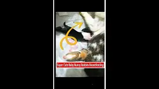 Cute Baby Bunny Rabbits Breastfeeding | Fascinating Pets #shorts #breastfeeding #fascinatingpets