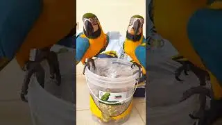 God gifted intelligence #crazycreatures #crazy #crazyanimals #crazybird #animals #birds