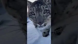 Man captures close call with snow leopard 😱 #nature #hunting #leopard  #scary #shorts #viral