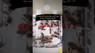Allah Ki quadrat #quran #science