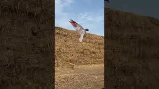 Dosti stutes#kabootar #pigeon #dosti #viralshorts