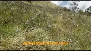 neelakurinji season in munnar 2018