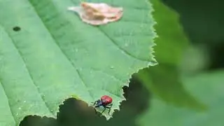 Oszynda leszczynowiec - Apoderus coryli