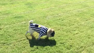 Pug Monday Rufferee and Fearless (airplanes and birds singing in the background)