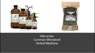 Side acuta   Common wireweed   Herbal Medicine Benefits
