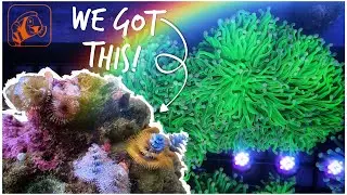 We Visit Gee Marine | Awesome Aussie Corals | Local Fish Store Tour