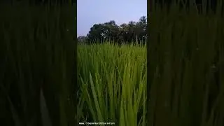 Evening View of Paddy Field in Village #rainyday #nature #eveningview #paddyfields #villagelife
