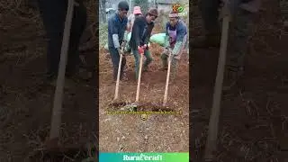 They&rsquo;re Digging In Sync?! What Are They Looking For? #funny #synchronized #farming