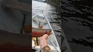 Olha o tamanho dessa truta! 😱 🎣🐟🌊🇨🇦 #pescaria #truta #canada #natureza #fishing #vidanocanada