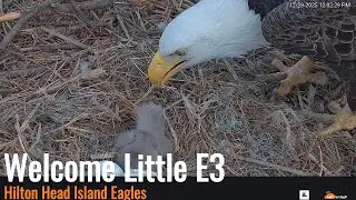 Hilton Head Island Eagles - First Egg Hatched 12/29/25