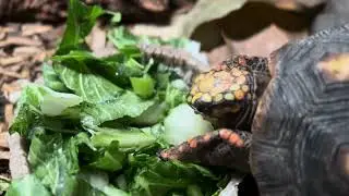 Redfoot Tortoise ASMR