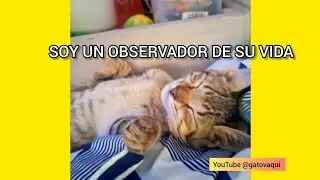SOY UN OBSERVADOR DE LA VIDA DE TAQUI