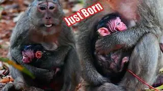 Congrats!!! Old Mother Monkey Looks The Best Care Of Newborn Baby