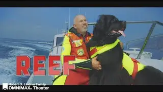 Superpower Dogs: Reef