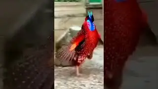 #pets #cats #animals #goldeneagle #cuteanimals #bird #animal #wildlife #funny #funnydonkey