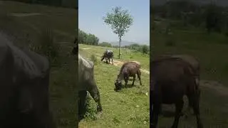 #buffalo  #cows #grazing  #filed #cattlefarm #lovers