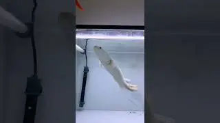 Does keeping predatory fish cost a lot?
