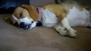 Delilah Sleeping