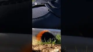 You Can Fly!? Saving A Wooly Bear Catepillar