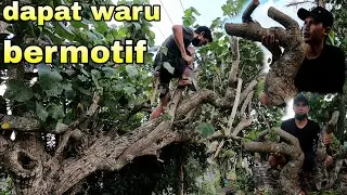 Hanya Dipinggir Jalan Berburu Waru Lokal Dapat Bahan Yang Bermotif