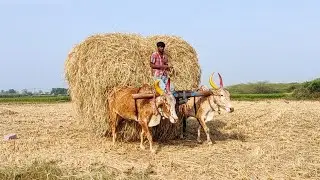 Bullock Cart Heavy Loaded Paddy Straw | Bullock Riding Video